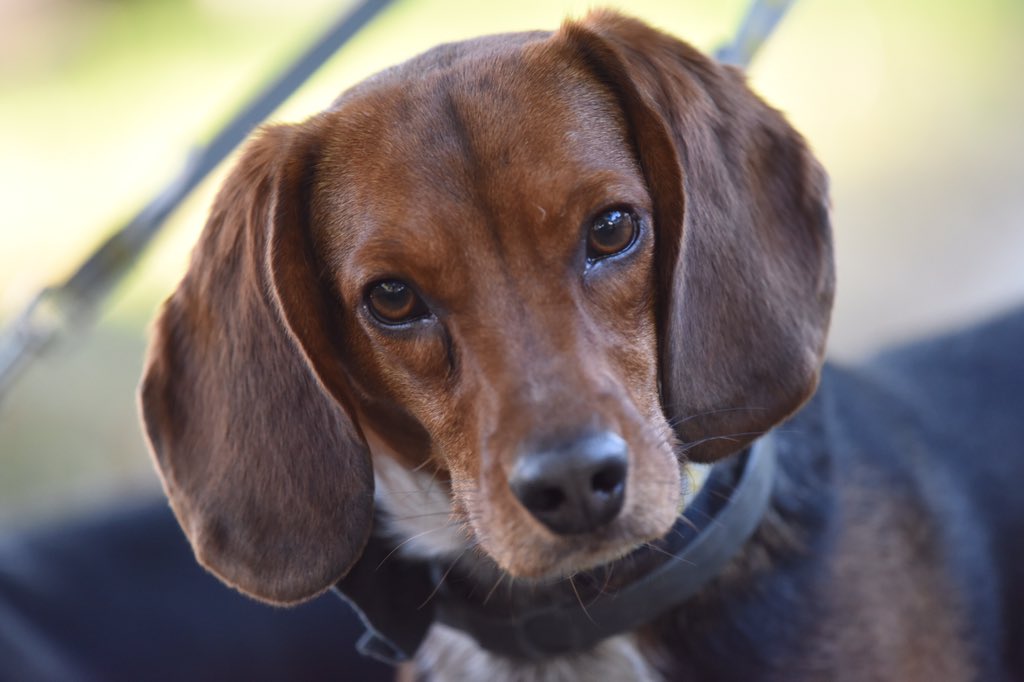 A New Leash on Life tweet media