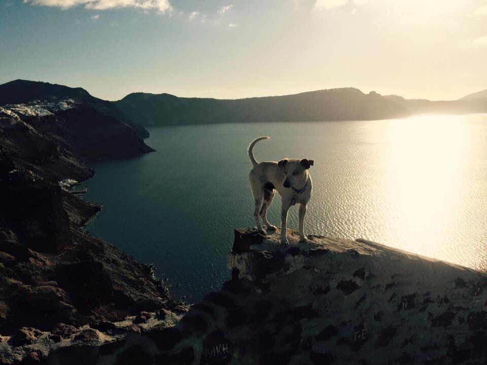 ChrisWuOfficial's tweet photo. 這張的重點不是海有多美，夕陽有多浪漫....而是國外的狗....不怕高！！！後面是懸崖...「在地的」果然是很瀟灑～ https://t.co/G8pMmGR2FF