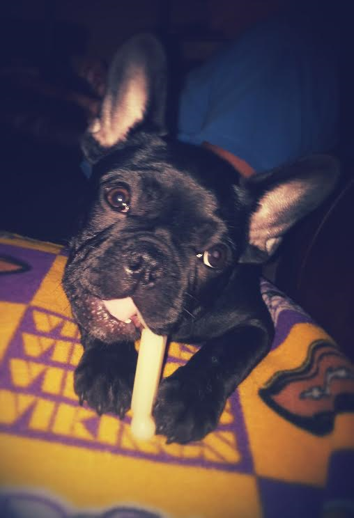Frenchie_Carter's tweet photo. @CrisCarter80 When people ask me, "Carter, why are you named Carter?" I just say, C'mon MAN!! #Vikings #Skol https://t.co/bh9kW40CzF