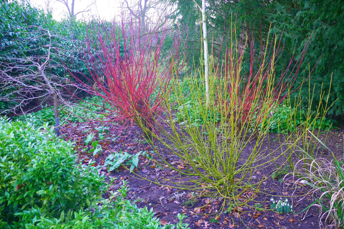 A great visit to @NTBeningbrough yesterday, beautiful #gardens even in mid winter!