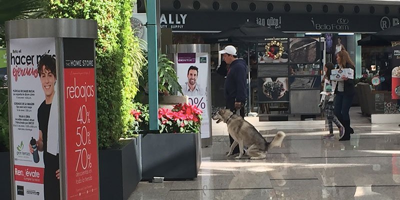¡Lleva a tu Perro de Compras a esta Plaza Comercial! -  perritosinhogar.com.mx/huesito-inform…