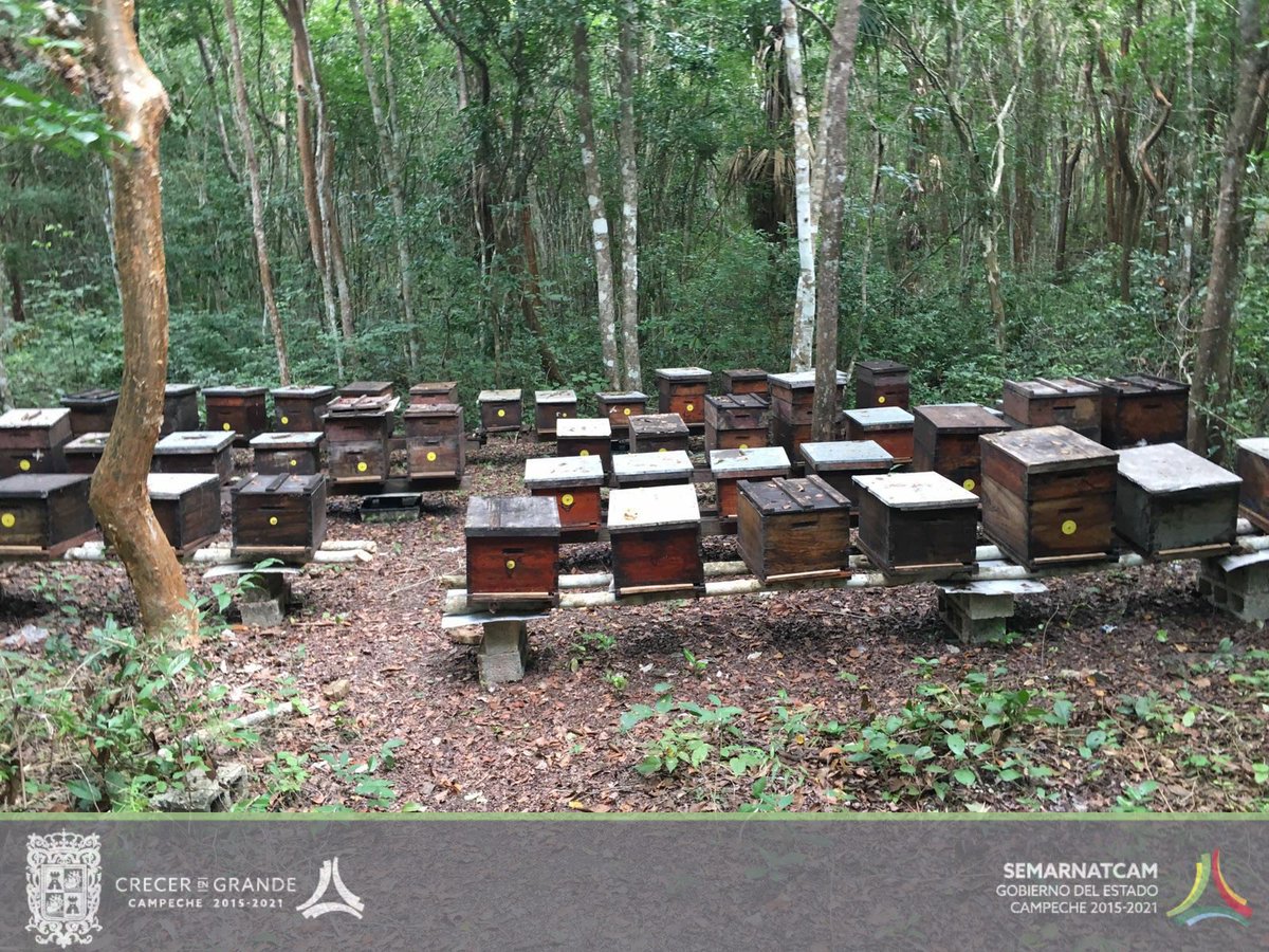 Recorrido al área semillera y al área de manejo de acahuales en Nuevo Becal, Calakmul.