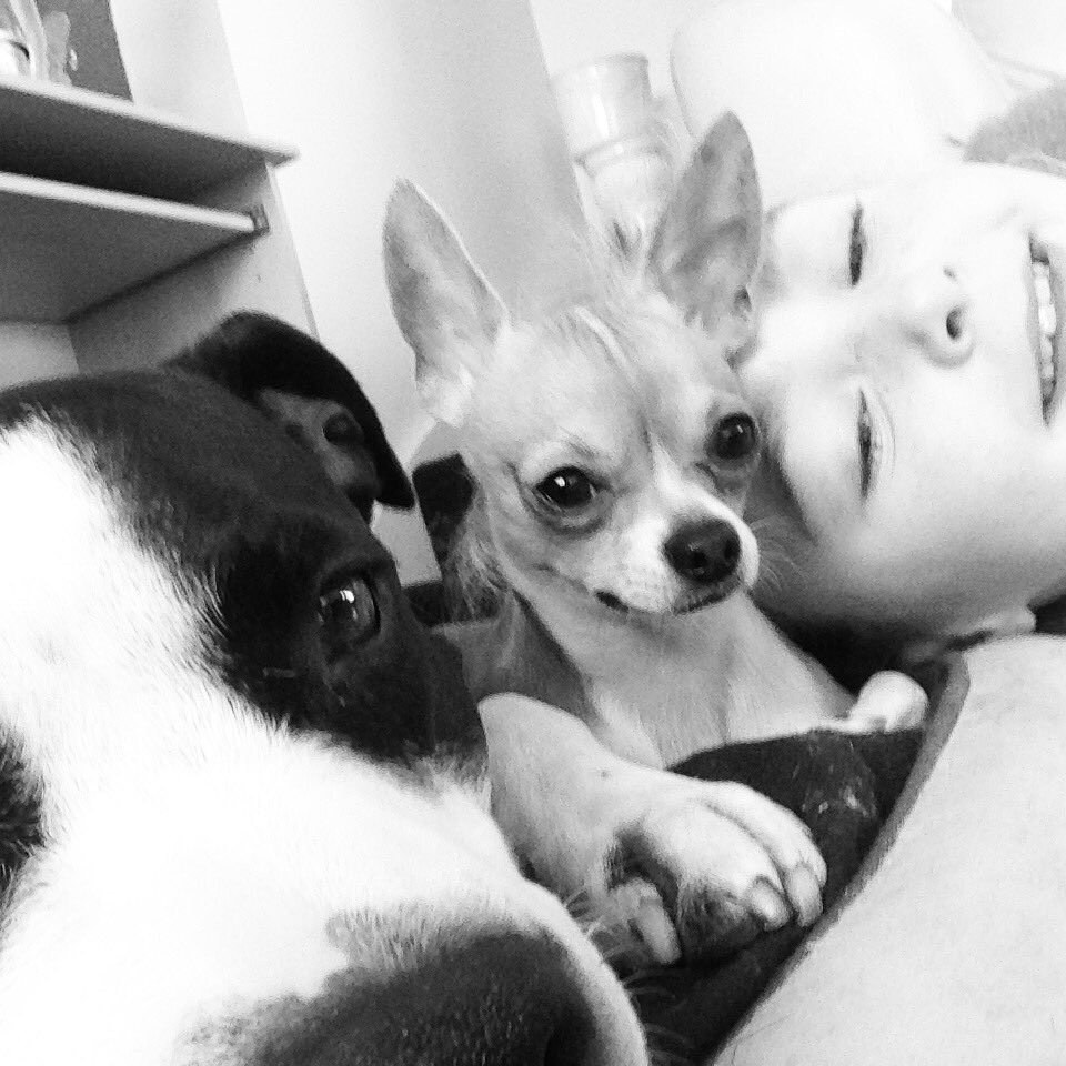 powtonl's tweet photo. The gang#duck#buddy#bud🐶🐶🙋 https://t.co/RJPSfT3frl