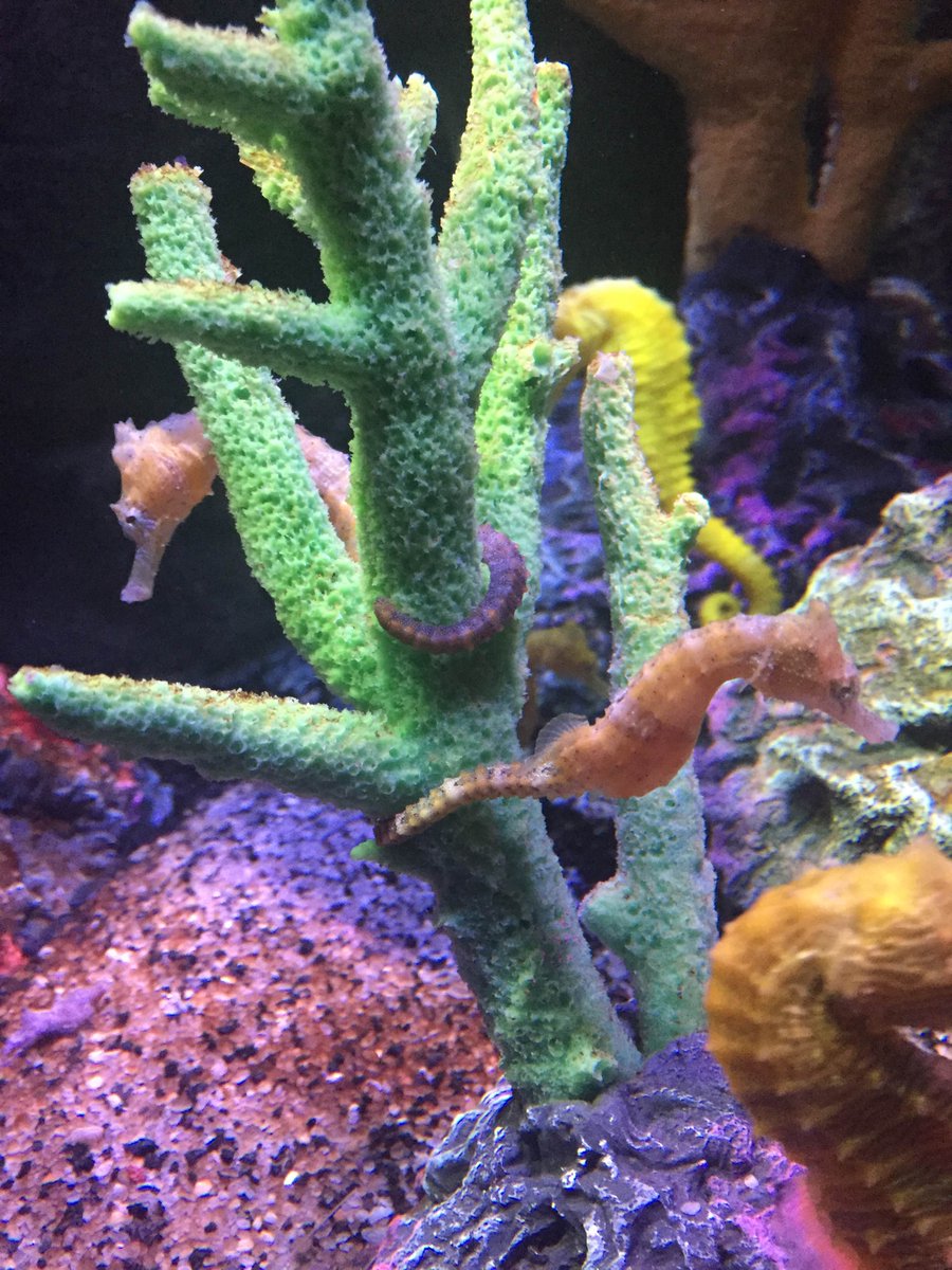 SEALIFEKC's tweet image. The weather may be gloomy, but our sea horses are rocking some bright colors! We are open today! #AmazingDiscoveries
