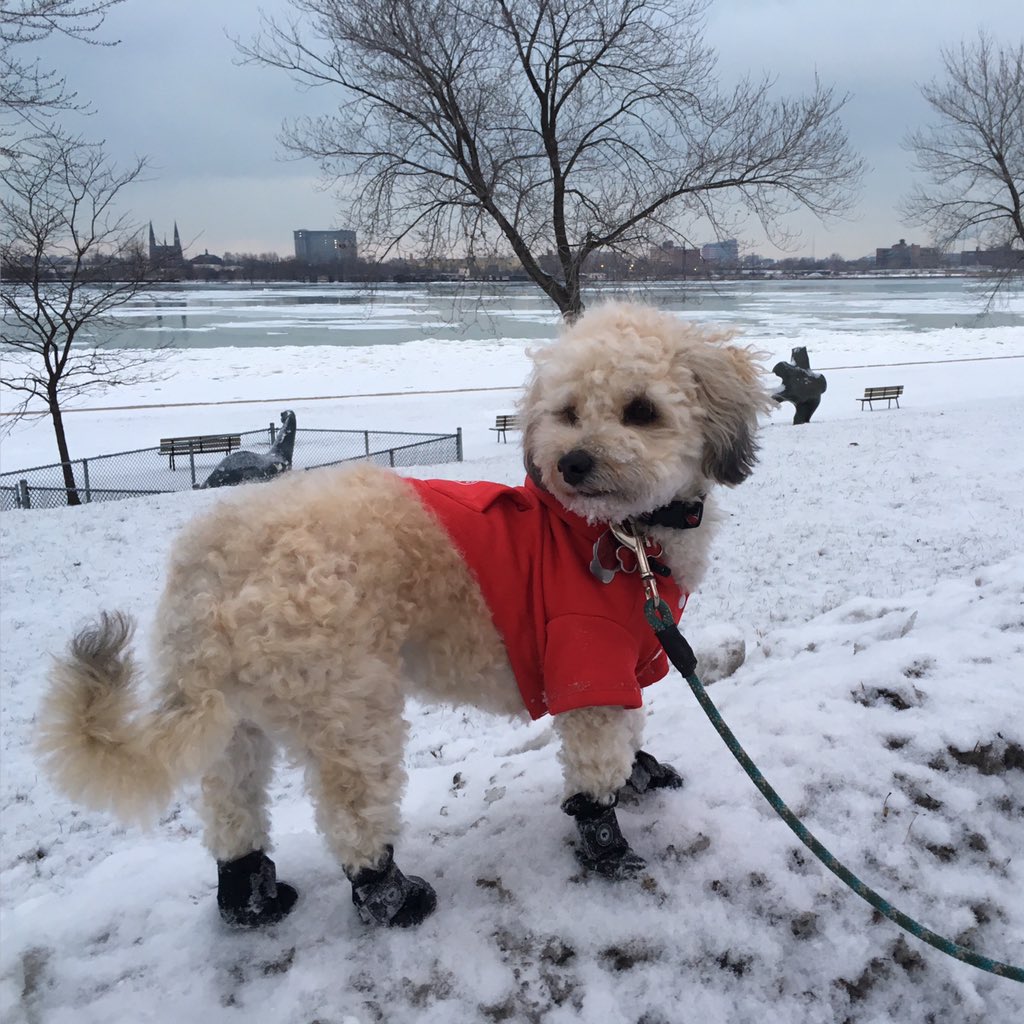 OntarioSadie's tweet photo. We got a dusting of snow in Windsor #explorewinter #WindsorRiverfront #DiscoverON https://t.co/v8rgGV0O3a