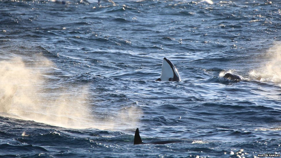 BBCScotlandNews's tweet photo. Amazing pictures capture killer whales at play off the Isle of Lewis https://t.co/g3F9E4ZUdJ https://t.co/fcbKI7XACV