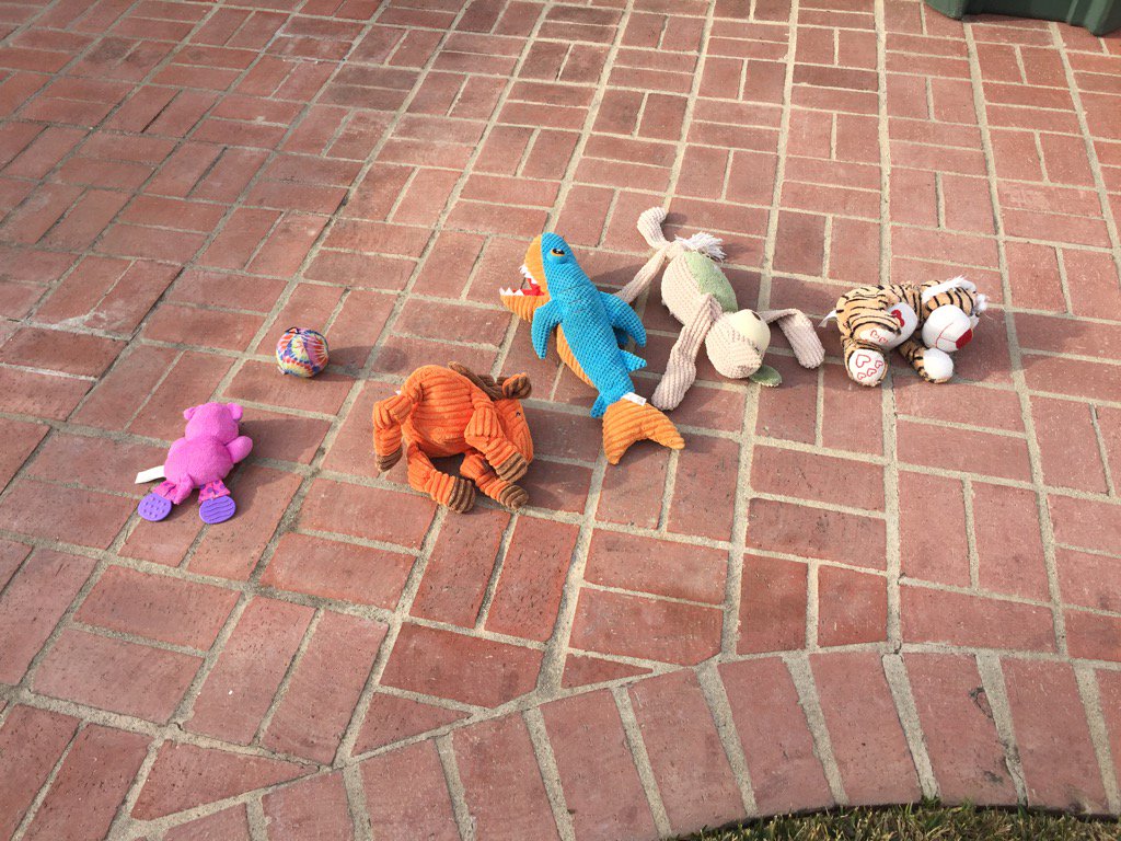 CarpVision's tweet image. No matter where we put Poppy's toys she lines them up in order !