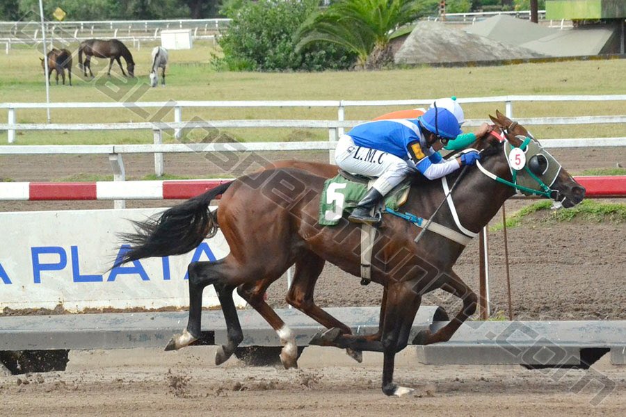 caballosdelmund's tweet photo. #Turf. L’EUPHORIE PARECE HABER ENCONTRADO EL RUMBO. https://t.co/r4GLk6q1t2 https://t.co/zLt0XZDjA3