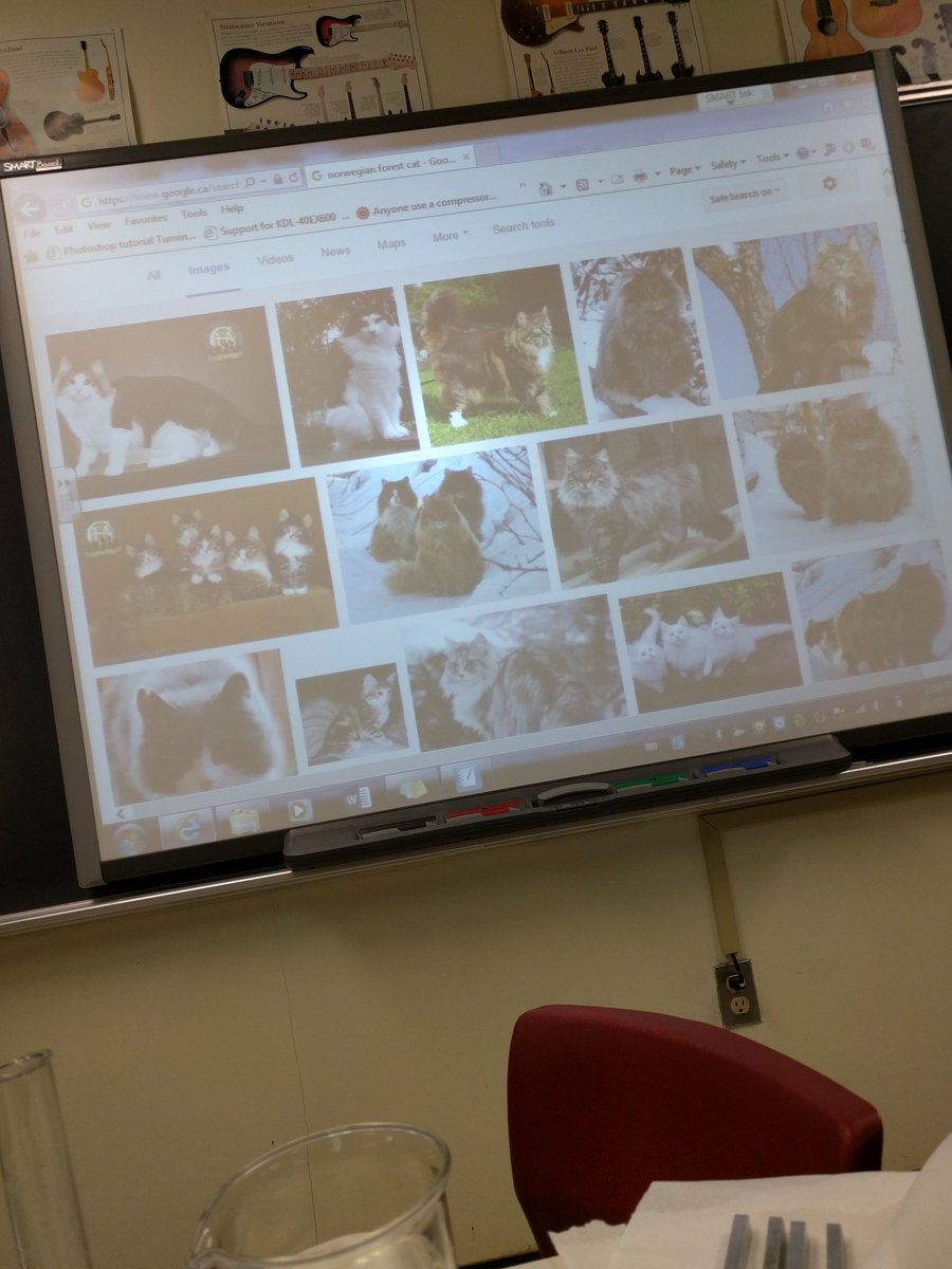 lisbugfanatic's tweet photo. Oh you know, just a typical physics class😂🐱 #werenormal https://t.co/sCoA2A0h48
