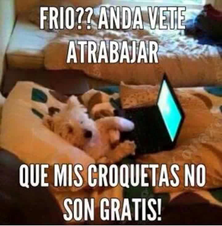 PerrosAbandoCor's tweet image. #HumorPerruno