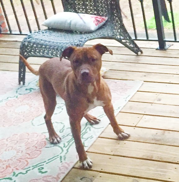 If you need a loyal/cool ass dog please get this guy today! Check out his details here: bit.ly/1RWjZga