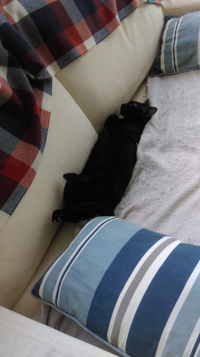 nipetteL's tweet photo. I pretend 2 b dead sometimes so I don't have 2 respond when my owner calls @SnickleSays https://t.co/KAvrSg3oJW