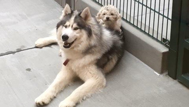 darcynews's tweet photo. Homeless Dogs Found Clinging To Each Other become BFFs https://t.co/Jv00xZn0Yo #AdoptDontShop https://t.co/15EeCLon8G