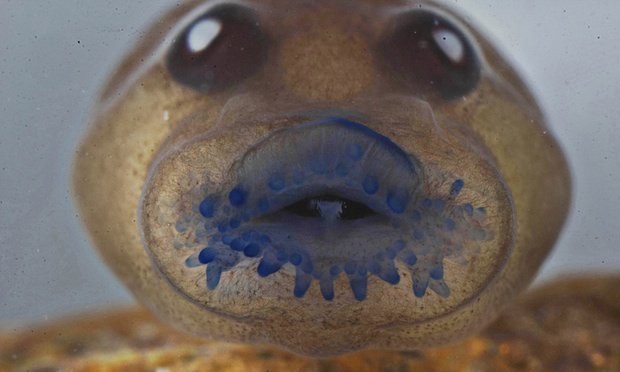 Greenpeace's tweet photo. Nice! Scientists find a #frog believed to have been extinct for more than 100 years. https://t.co/nEZ9M0Ol9z https://t.co/Dq7CUlLf2c