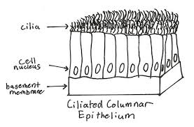 CILIAlaterr's tweet photo. Oh, and if you didn't know, I am the hair-like structures lining the perimeter of the cell #organellebattleroyale https://t.co/5LVJe7ntrN