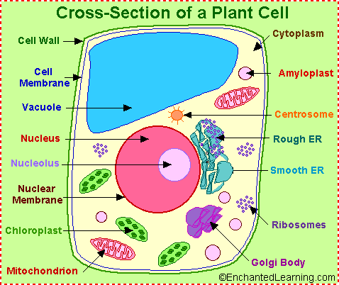 DaddyPlasts's tweet photo. Yo, we're here. Where you at?->@cyto_cyclone713 #notimportant #weeatin #organellebattleroyale https://t.co/MbAIc3IPTO