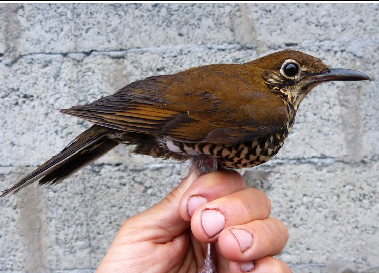 aattyani23's tweet photo. https://t.co/2fGp6XF48p
The Himalayan Forest Thrush (Zoothera salimali) Animalia #TrollingBio https://t.co/udqB9iMy0m