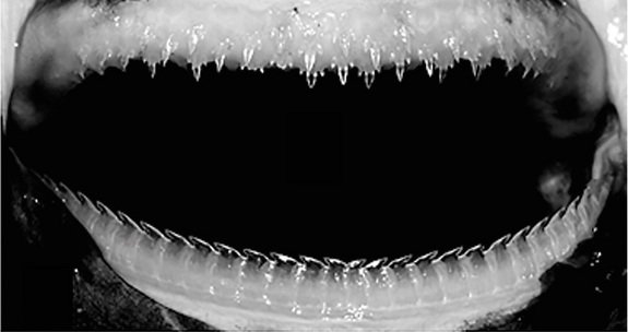 hanforestell's tweet photo. Ninja Shark! Animalia Kingdom. Etmopterus benchleyi
#trollingbio https://t.co/3iEXC0Dmqf