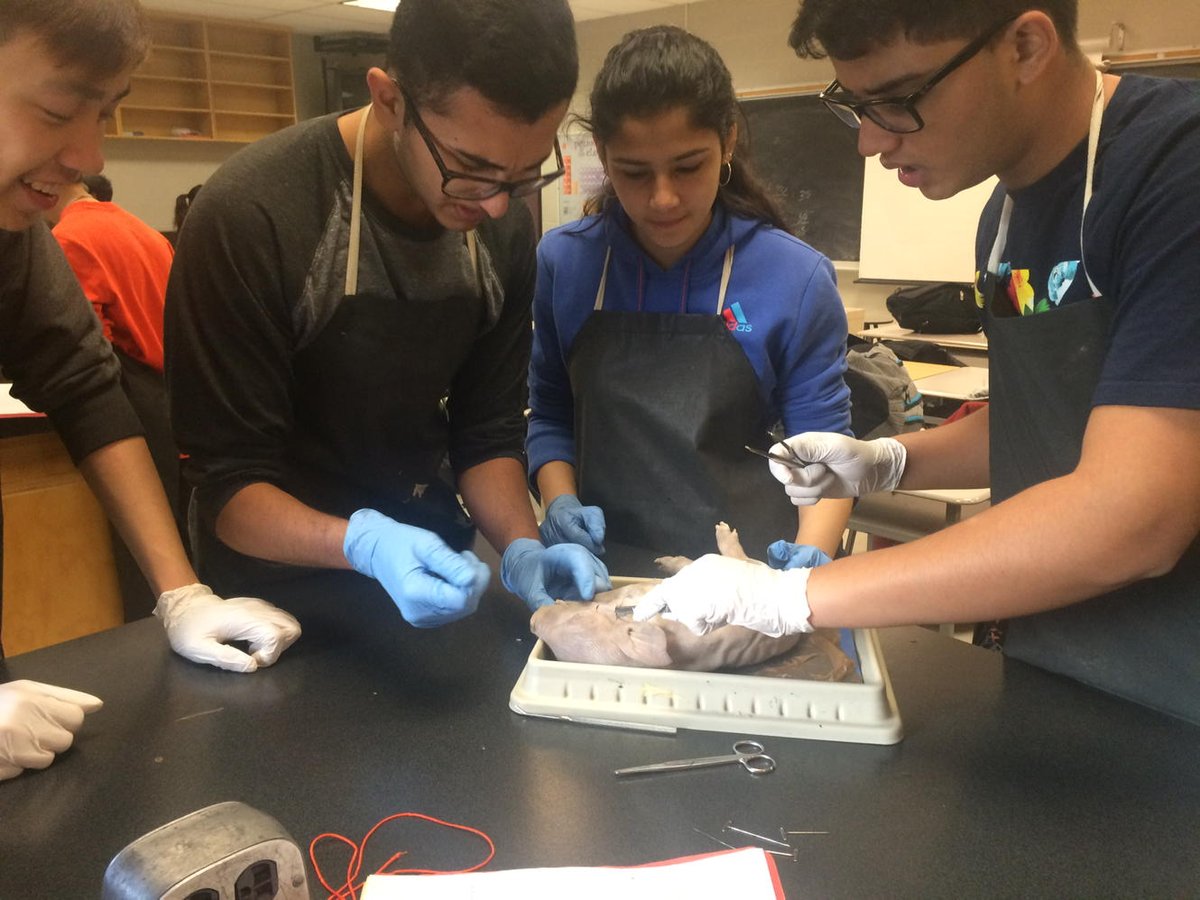 ms_baik's tweet image. Gr. 11 biology students doing dissections #RHSSScience #Biology #InternalSystems #Anatomy