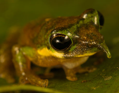 FredroyRoy's tweet photo. Pinocchio frog #TrollingBio https://t.co/3gVBPIImdX