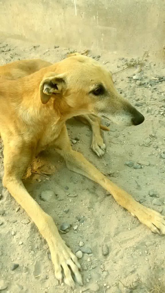 Hermoso perro Galgo abandonado o perdido fue rescatado.Necesita un hogar que lo amen ❤️ +56957120807 Por favor RT