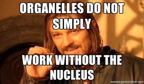 Number1Necleus's tweet photo. #organellebattleroyale https://t.co/rjmkr8Qfln