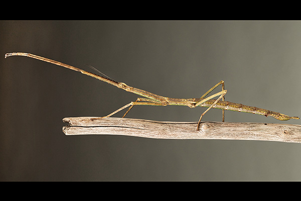 arloclarkson's tweet photo. Walking Stick (Phryganistria tamdaoensis)
Kingdom: Animalia
#trollingbio https://t.co/O7C8ug6Dk5