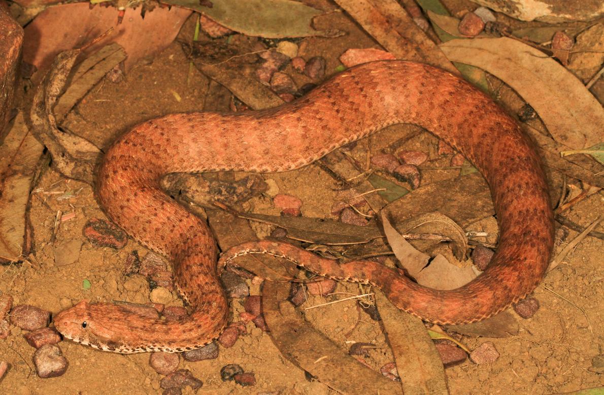 raulscience's tweet photo. New species of snake Death Adder (Acanthophis cryptamydros) was found in Australia (what a suprise :l) #TrollingBio https://t.co/DYFie2rEtN