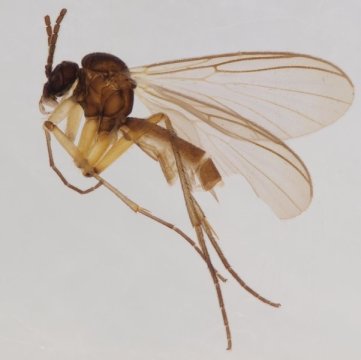 paigebonner99's tweet photo. https://t.co/jaMonXvhf4 4 New Fungus Gnats found from the Scandinavian North. Kingdom: Animalia #trollingbio https://t.co/Qf62VEvXz0