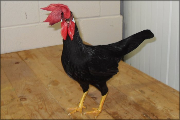 ChickenHour's tweet image. Light chicken breeds are often described as being flighty.. goo.gl/7ZSLf #chickenhour