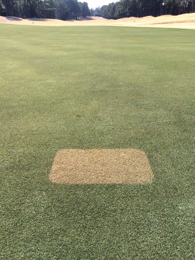 DMcRorie's tweet image. Before &amp;amp; after painting #10 green @ThePeninsulaClb with test plot included. #paint #instantgreen #testplot