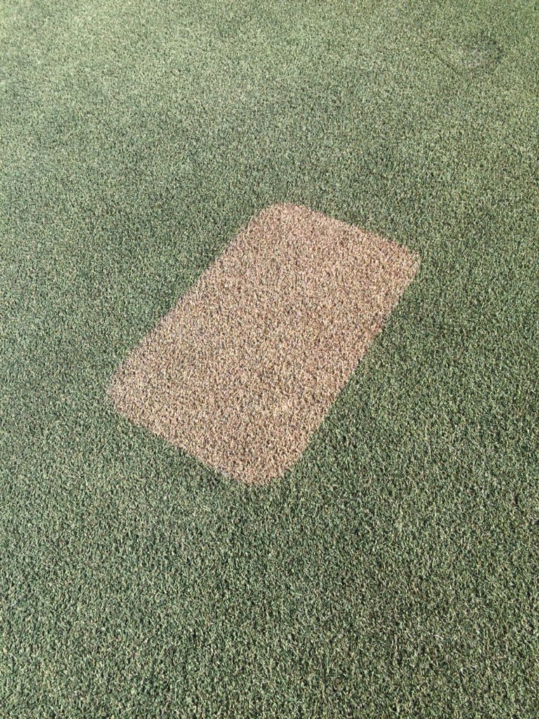 DMcRorie's tweet image. Before &amp;amp; after painting #10 green @ThePeninsulaClb with test plot included. #paint #instantgreen #testplot