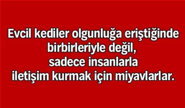 kocabella06's tweet photo. Demekki neymiş 😅😅😅 kedi biz asılıyo https://t.co/E4IdEnJBTM