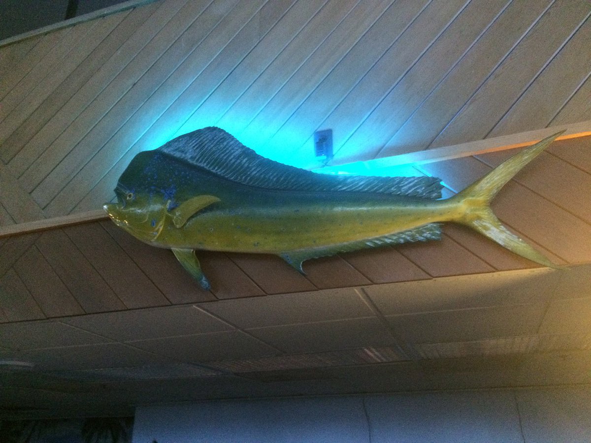 LightAnything's tweet image. thanks for #lightingupyourfish with our #LEDlights 
LightMyToy.com
#portableLED many colors avail! 
#FF #RT