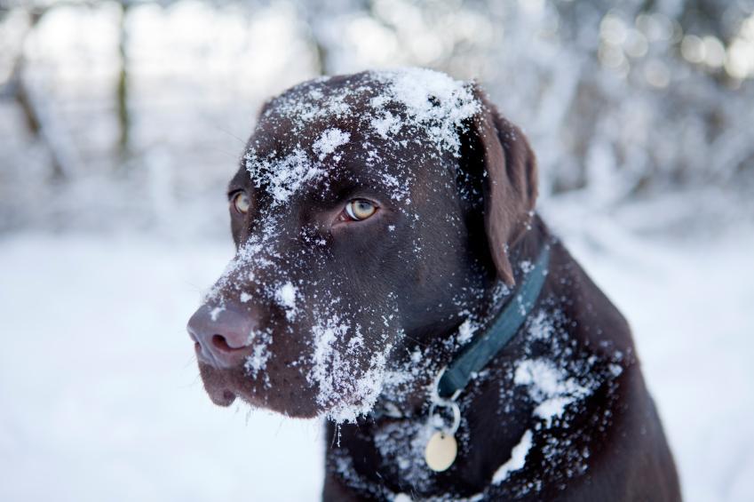 NationwidePet's tweet image. DYK: Our pets' ears, paws and tails can develop frostbite when exposed to winter conditions? bit.ly/1ODeOPq