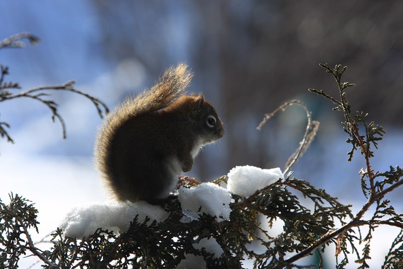 OntarioParks's tweet photo. Happy #SquirrelAppreciationDay! Share your cutest squirrel pics with us! https://t.co/NmhY7449lE