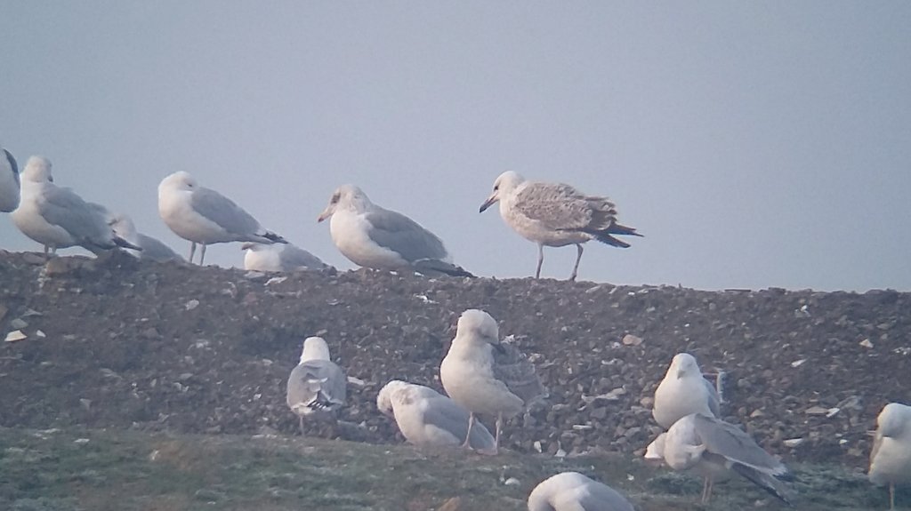 saloplarus's tweet photo. 2/2... in addition to the 5 2cy #CaspianGull (and the yellow-ringed HG/hybrid from Anglers) #cachfall @StevieD131 https://t.co/lRX52ZepDj