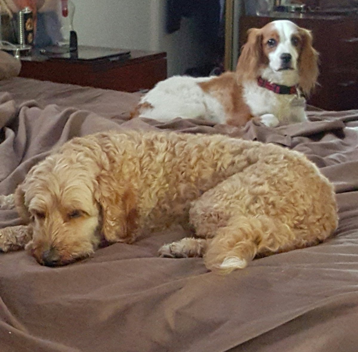daisy_potts9's tweet photo. @sophist43311312 @PottsVpotts @BridgetMayH  It is exhaustive #cavoodlefreak #justrelax https://t.co/MHVJAMrOB0