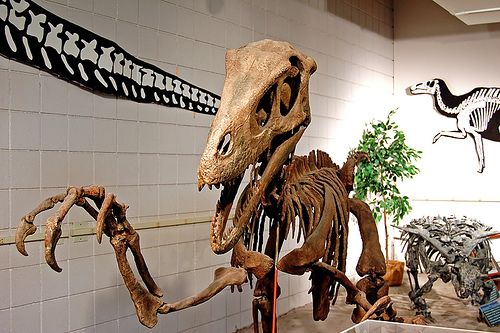 DYK: The Utahraptor (discovered in Utah, of course) was the biggest raptor ever to walk the earth? #tbt #dinodigging