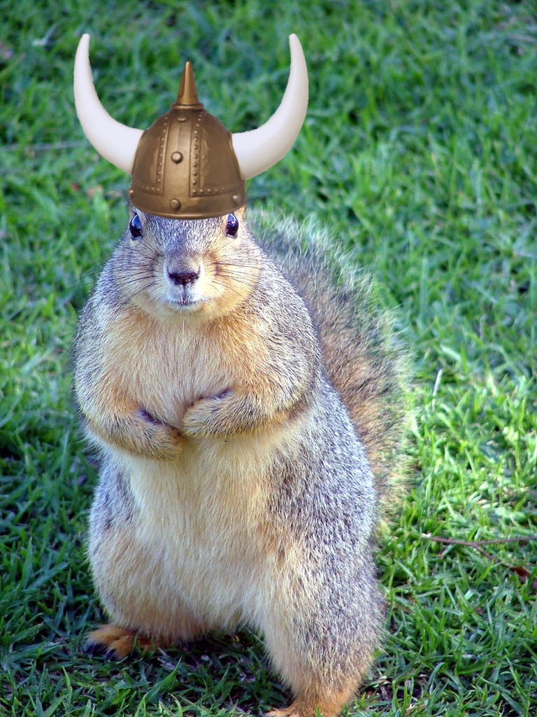 Thanks for all the squirrel love today. SKOL! #SquirrelAppreciationDay