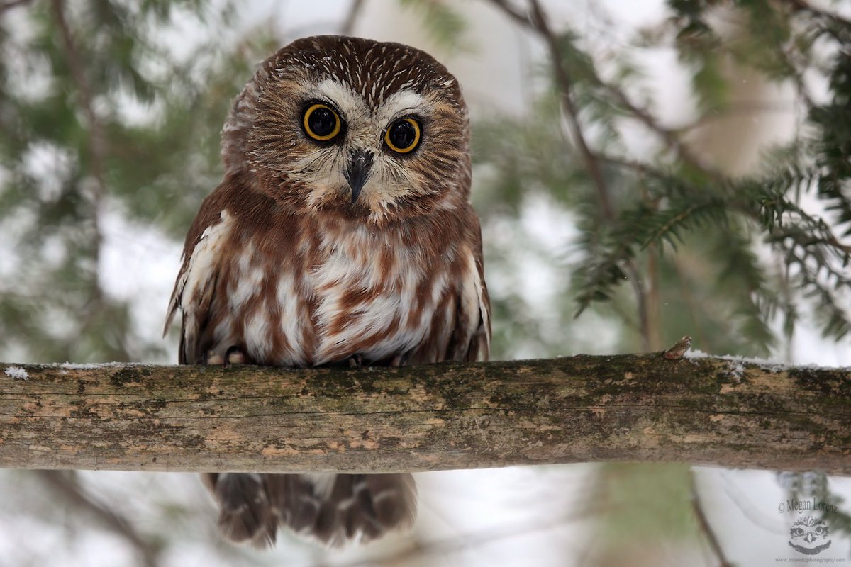 m_lorenz's tweet photo. My photo used as the Winter Wildlife Category.  Not sure how that came about! #WinterLifeTO @TorontoPFR https://t.co/z02t4eeWQk