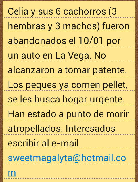 Chilena9772's tweet photo. Se buscan adoptantes para est@s peques. Fueron abandonados por un auto en #LaVega junto a su madre. #puppies RT https://t.co/cxLz783khc