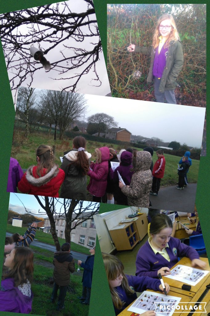 YsgolTrimsaran's tweet photo. Disgyblion yr Iau yn edrych am adar, dyfalu'r adar ac yn rhoi bwyd adar ar y coed. #birdwatching https://t.co/kZdj12BStK