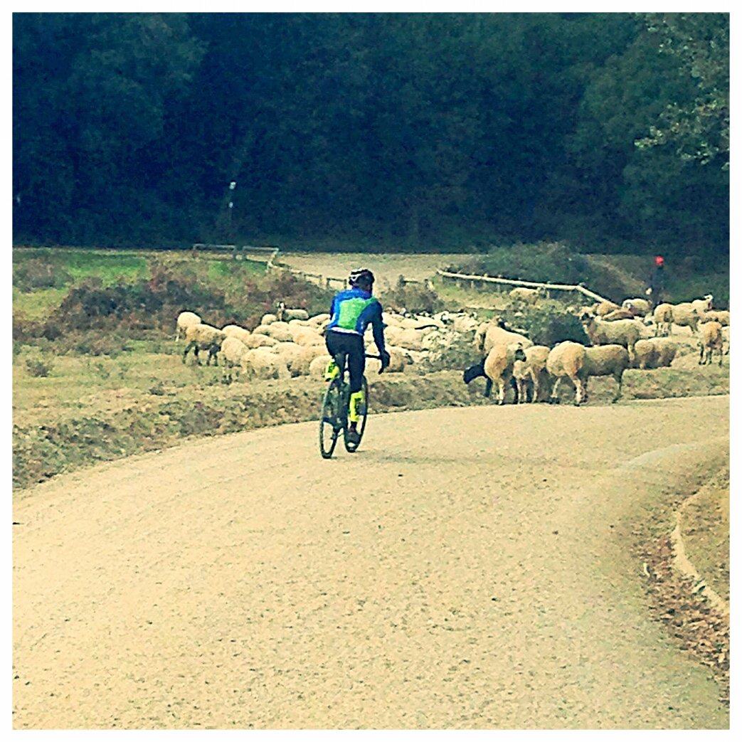 Oriol_Gili's tweet photo. Puro monte! I breath mountain #cyclocross #gravel #keepcalmandride https://t.co/SUDN2wu8BL