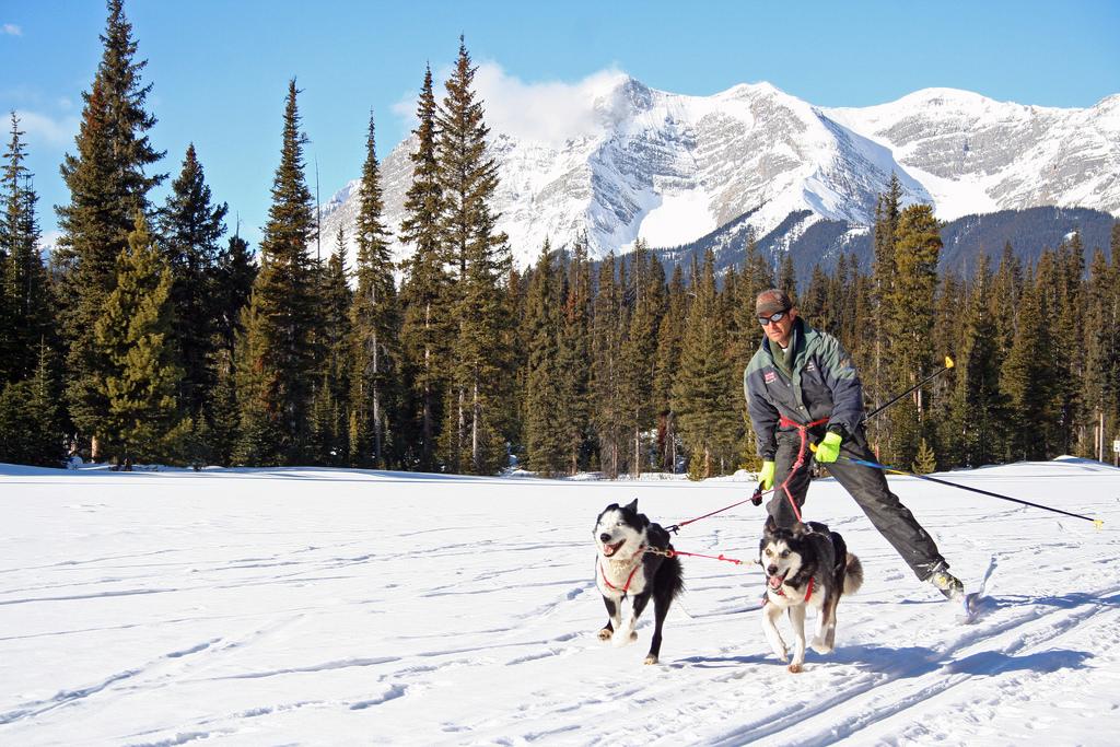 питомник ездовых собак камчатка. хаски катаниемна собачьих упряжках. отдых зимой с собакой. бег с собакой зимой. хаски в лапландии.