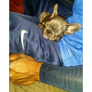 Frenchie_Cute's tweet photo. Chillin with my #MicroFrenchie. @rareminibulldogs #frenchbulldog #bluefrenchie https://t.co/xtKPn9gufZ https://t.co/BSX7Ljuvqt