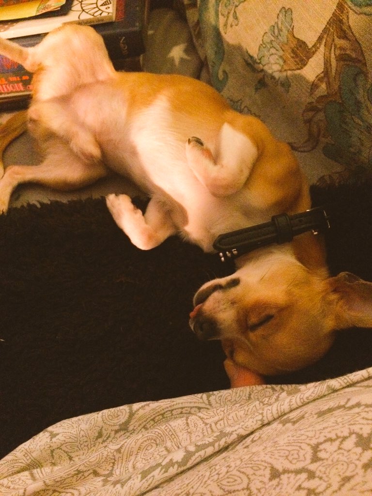 powtonl's tweet photo. Buddy love 💤💤💤 https://t.co/3PToaPIu2Z