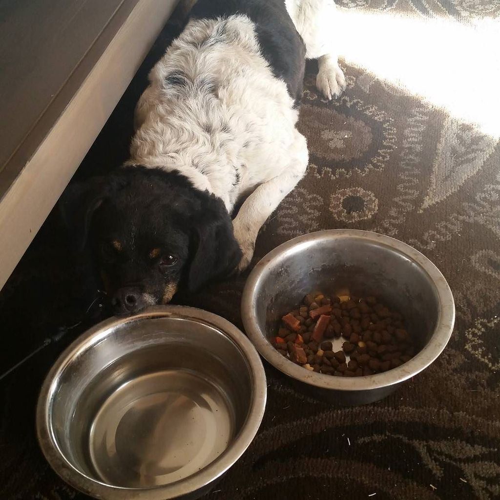 TeaganDaner's tweet photo. just found this poor guy in the hunti gton harbour w no tags #hb #huntingtonbeach #lostdogs #hbdogbeach #huntingto… https://t.co/5fYMUl4txd
