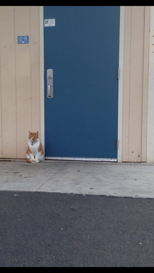 This is Bubba. He hangs around the school pretty often, so they gave him his own ID card