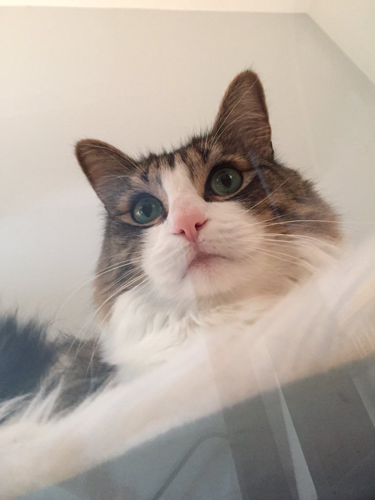 ManoloBoston's tweet photo. High above the desk! #catlife https://t.co/NKw8ABxPJG